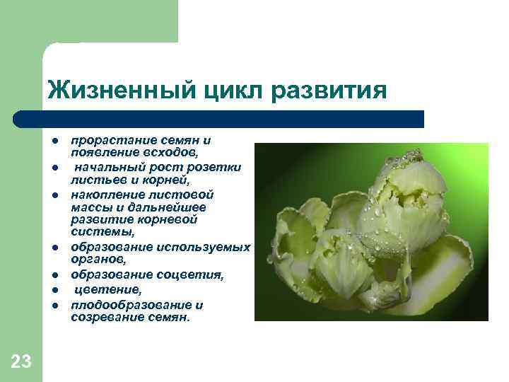 Жизненный цикл развития l l l l 23 прорастание семян и появление всходов, начальный