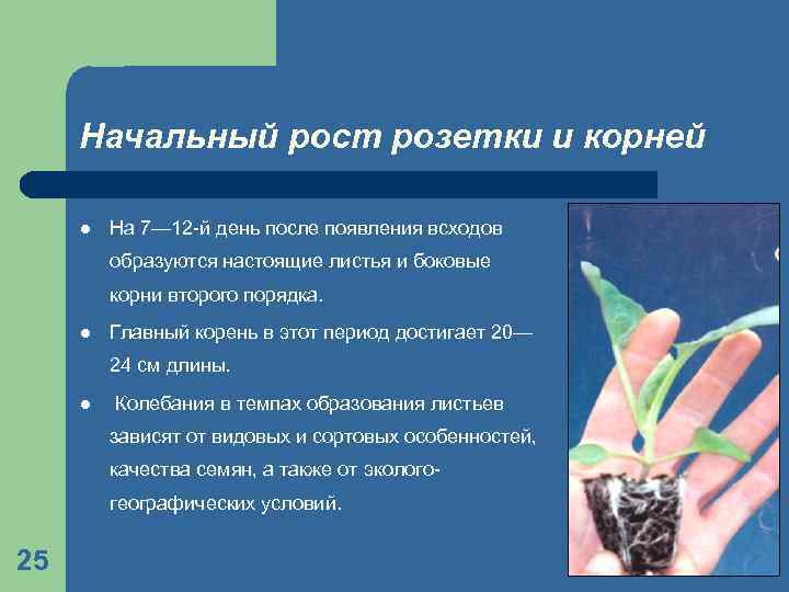 Начальный рост розетки и корней l На 7— 12 -й день после появления всходов