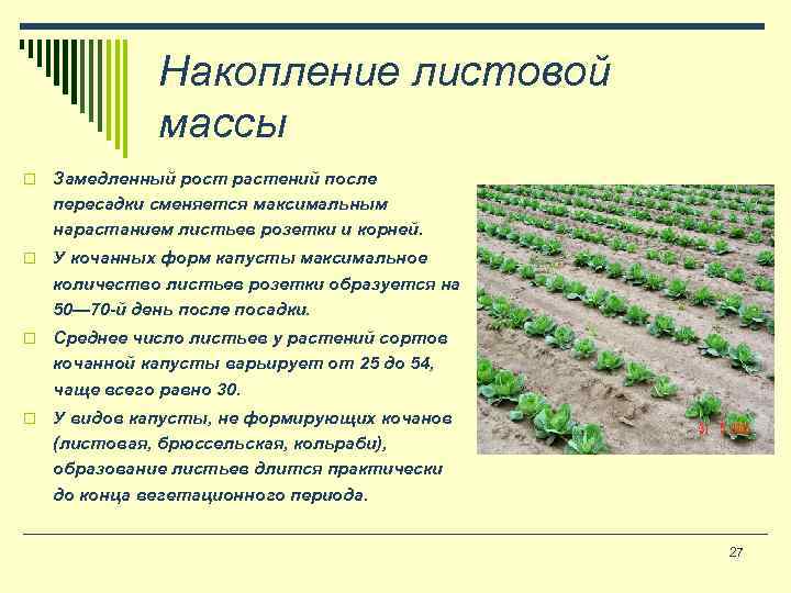 Накопление листовой массы o Замедленный рост растений после пересадки сменяется максимальным нарастанием листьев розетки
