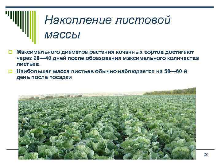 Накопление листовой массы o Максимального диаметра растения кочанных сортов достигают через 20— 40 дней