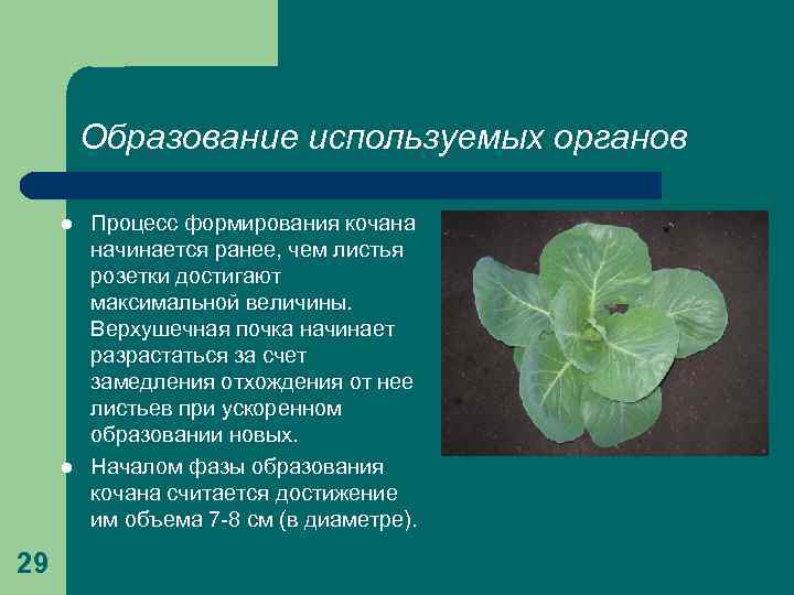 Образование используемых органов l l 29 Процесс формирования кочана начинается ранее, чем листья розетки