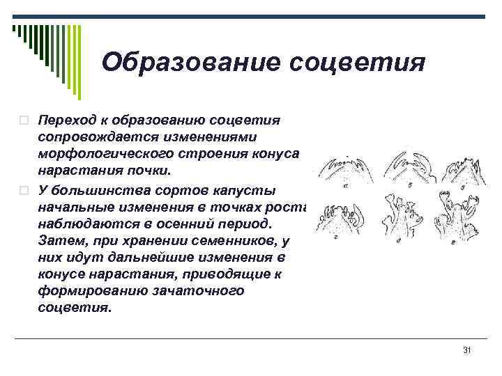 Образование соцветия o Переход к образованию соцветия сопровождается изменениями морфологического строения конуса нарастания почки.