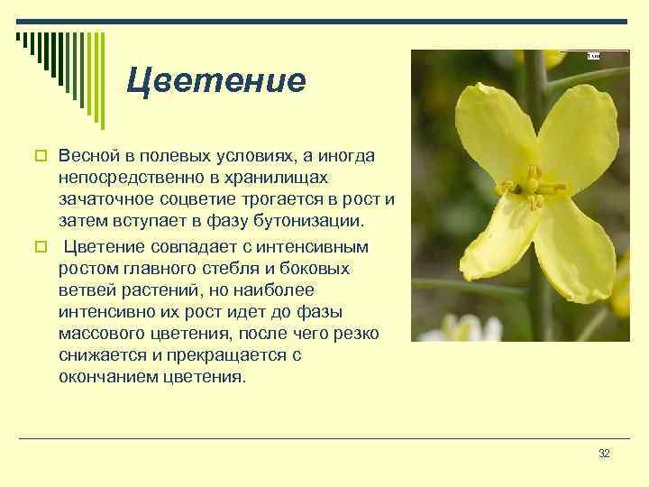 Цветение o Весной в полевых условиях, а иногда непосредственно в хранилищах зачаточное соцветие трогается