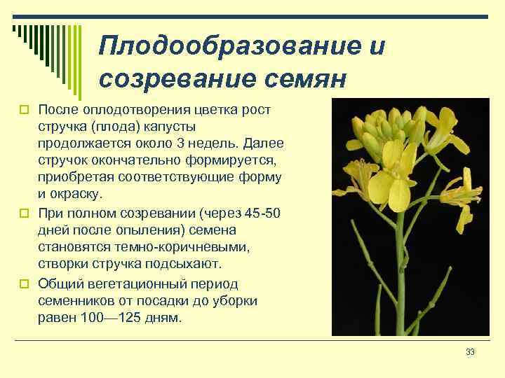 Плодообразование и созревание семян o После оплодотворения цветка рост стручка (плода) капусты продолжается около