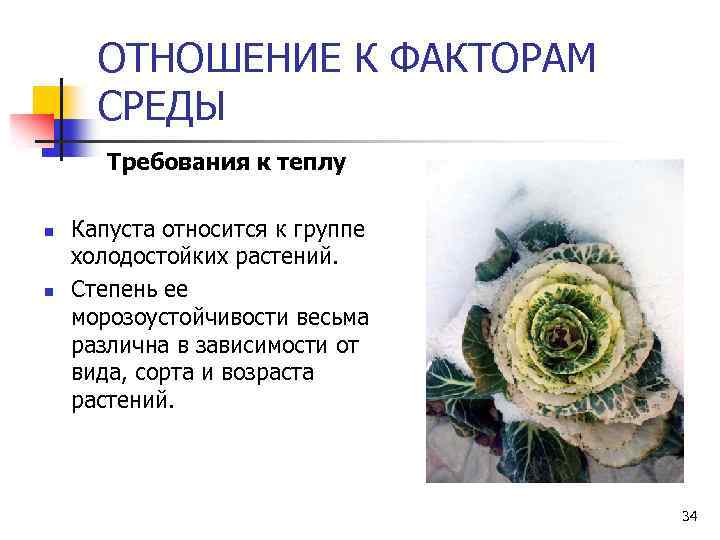 ОТНОШЕНИЕ К ФАКТОРАМ СРЕДЫ Требования к теплу n n Капуста относится к группе холодостойких