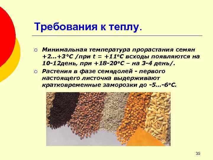 Требования к теплу. ¡ ¡ Минимальная температура прорастания семян +2…+3°С /при t = +11