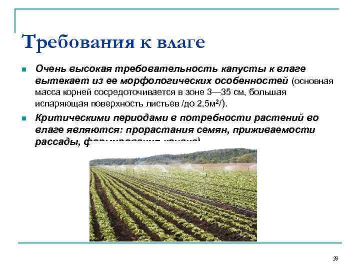 Требования к влаге n Очень высокая требовательность капусты к влаге вытекает из ее морфологических