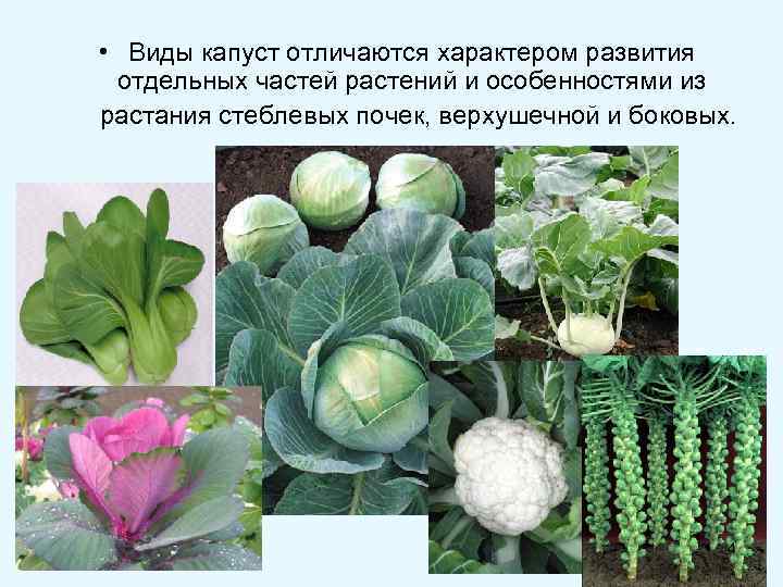 • Виды капуст отличаются характером развития отдельных частей растений и особенностями из растания