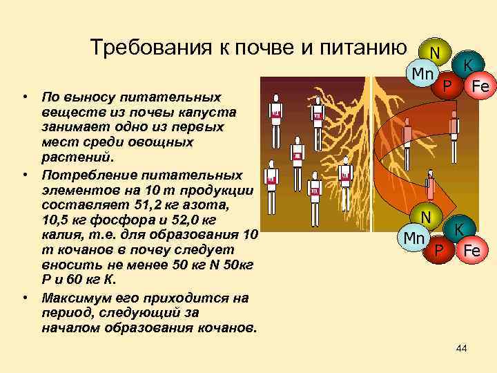 Требования к почве и питанию • По выносу питательных веществ из почвы капуста занимает