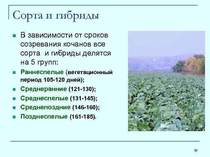 Сорта и гибриды n n n В зависимости от сроков созревания кочанов все сорта