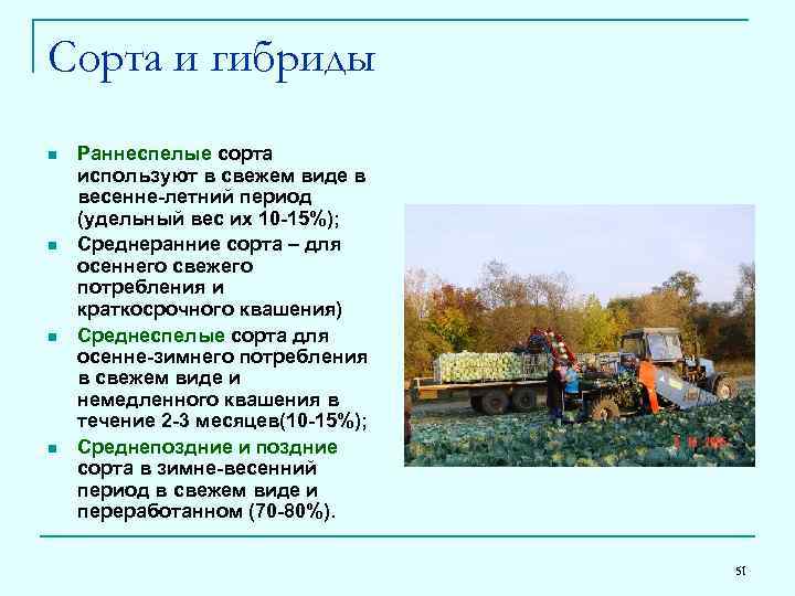 Сорта и гибриды n n Раннеспелые сорта используют в свежем виде в весенне-летний период