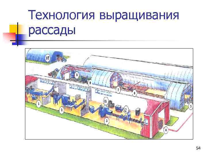 Технология выращивания рассады 54 
