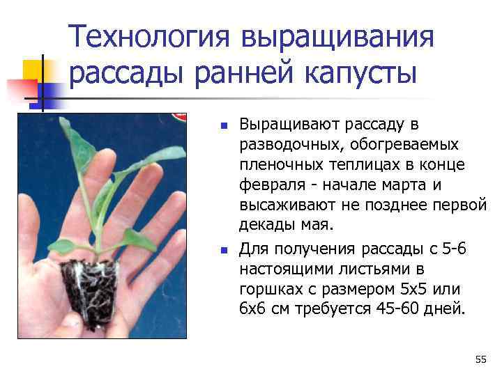 Технология выращивания рассады ранней капусты n n Выращивают рассаду в разводочных, обогреваемых пленочных теплицах