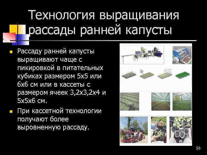 Технология выращивания рассады ранней капусты n n Рассаду ранней капусты выращивают чаще с пикировкой