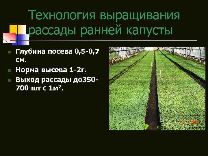 Технология выращивания рассады ранней капусты n n n Глубина посева 0, 5 -0, 7