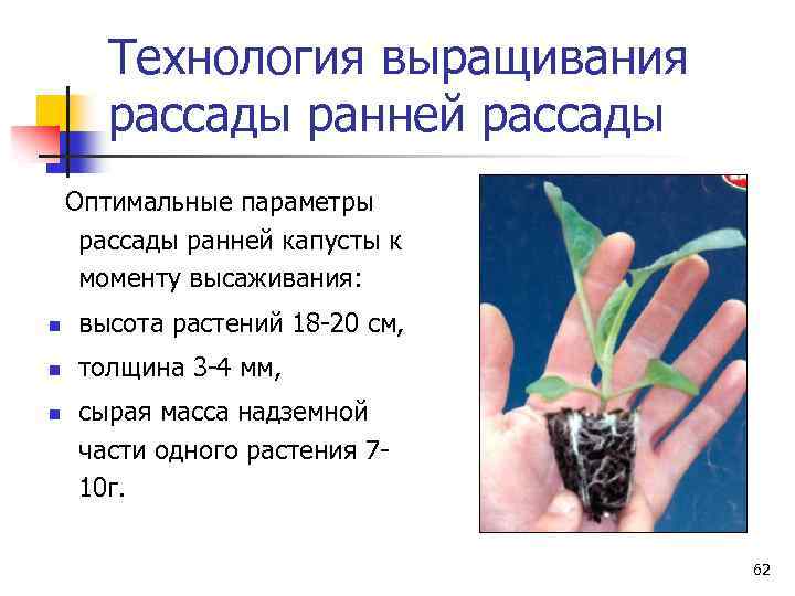 Технология выращивания рассады ранней рассады Оптимальные параметры рассады ранней капусты к моменту высаживания: n