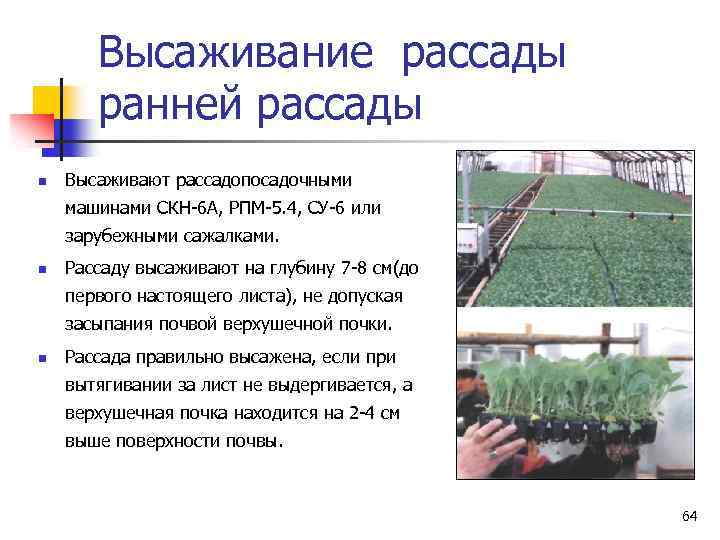 Высаживание рассады ранней рассады n Высаживают рассадопосадочными машинами СКН-6 А, РПМ-5. 4, СУ-6 или
