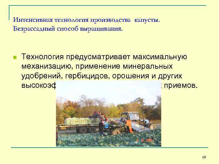 Интенсивная технология производства капусты. Безрассадный способ выращивания. n Технология предусматривает максимальную механизацию, применение минеральных