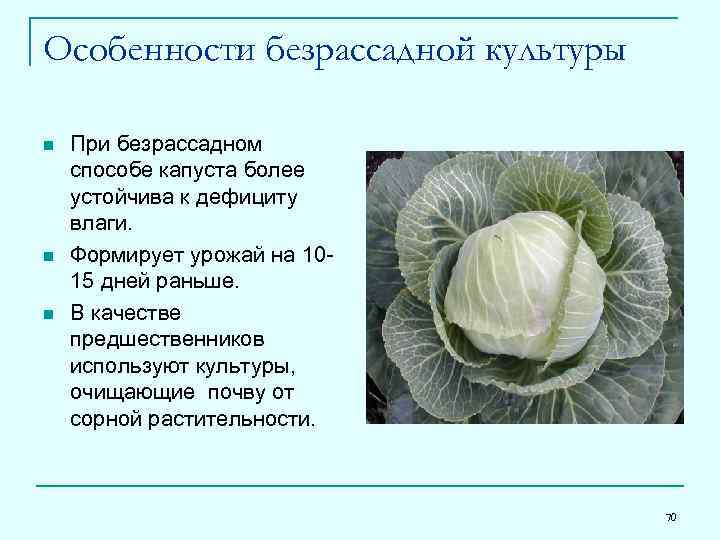 Особенности безрассадной культуры n n n При безрассадном способе капуста более устойчива к дефициту