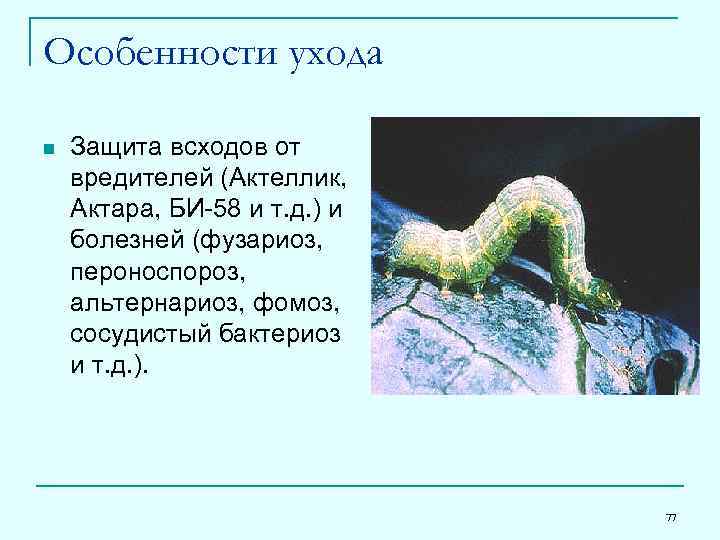 Особенности ухода n Защита всходов от вредителей (Актеллик, Актара, БИ-58 и т. д. )