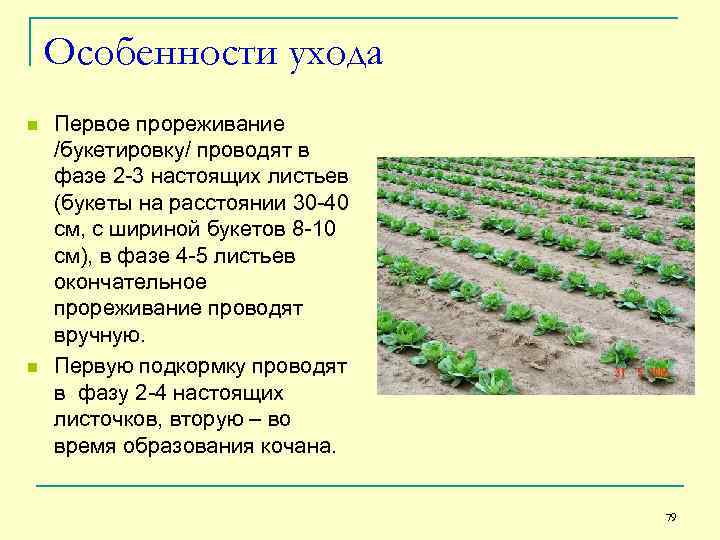 Особенности ухода n n Первое прореживание /букетировку/ проводят в фазе 2 -3 настоящих листьев