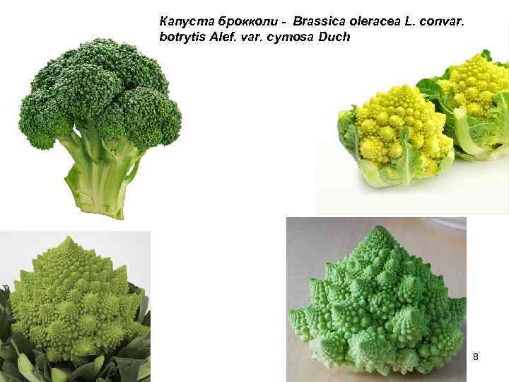 Чем отличается брокколи. Строение брокколи. Брокколи структура. Цветки брокколи. Корень капусты брокколи.