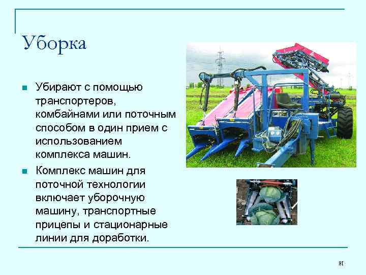 Уборка n n Убирают с помощью транспортеров, комбайнами или поточным способом в один прием
