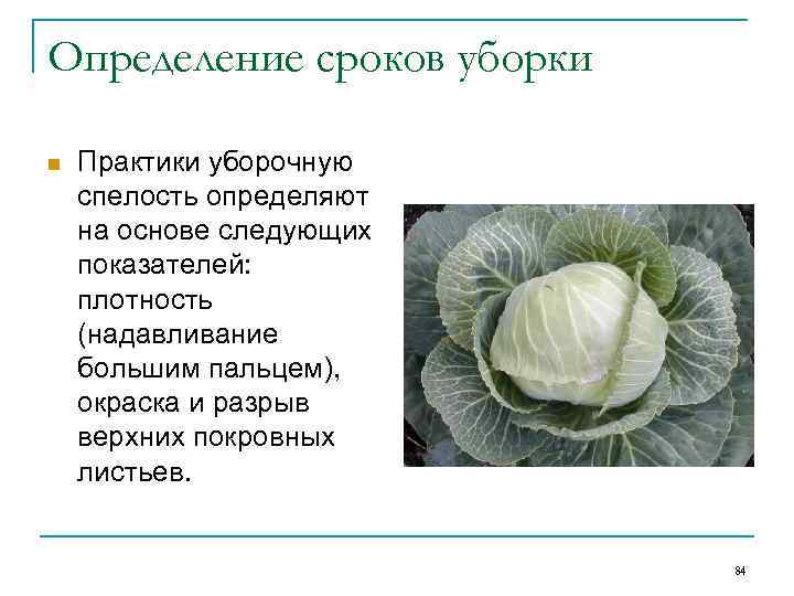 Определение сроков уборки n Практики уборочную спелость определяют на основе следующих показателей: плотность (надавливание