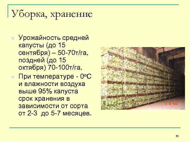 Уборка, хранение n n Урожайность средней капусты (до 15 сентября) – 50 -70 т/га,