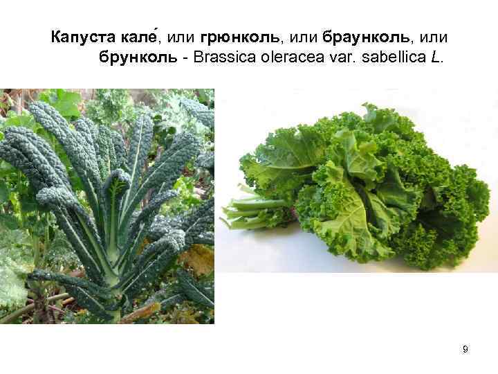 Капуста кале , или грюнколь, или браунколь, или брунколь - Brassica oleracea var. sabellica