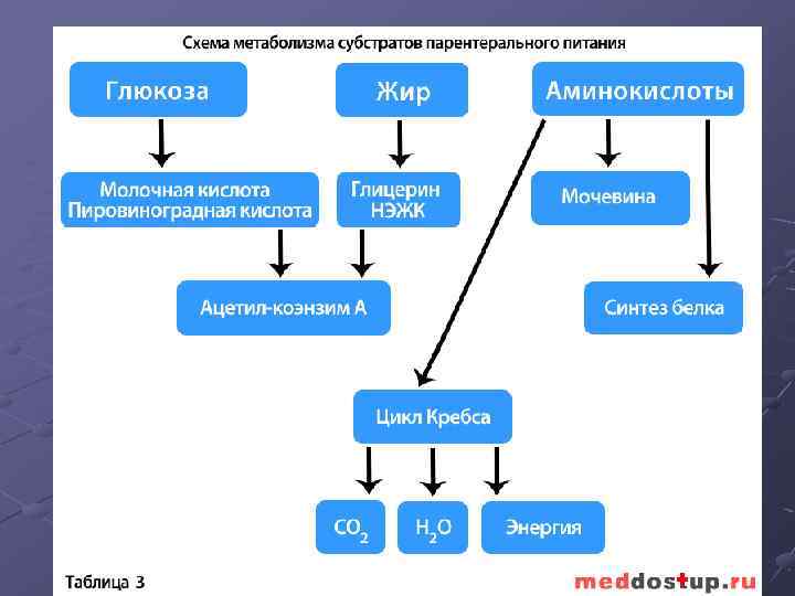 Метаболизм схема 9 класс