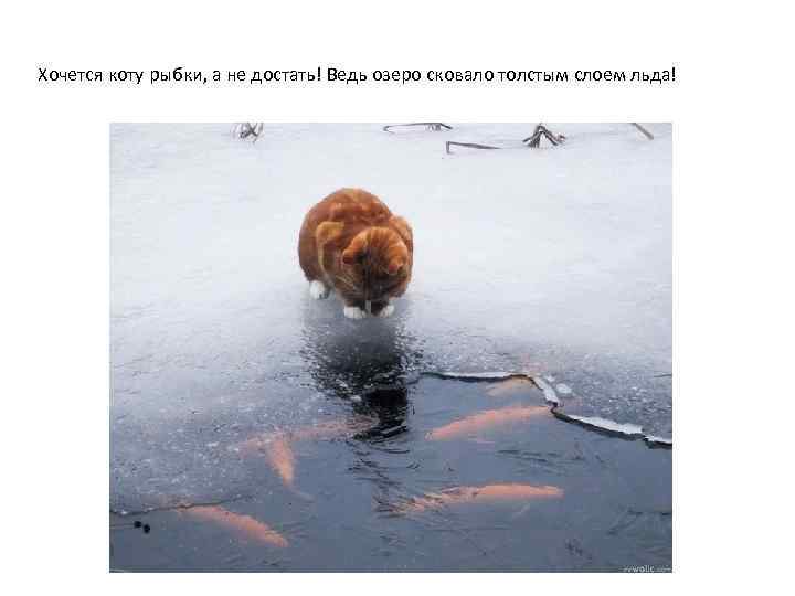 Хочется коту рыбки, а не достать! Ведь озеро сковало толстым слоем льда! 