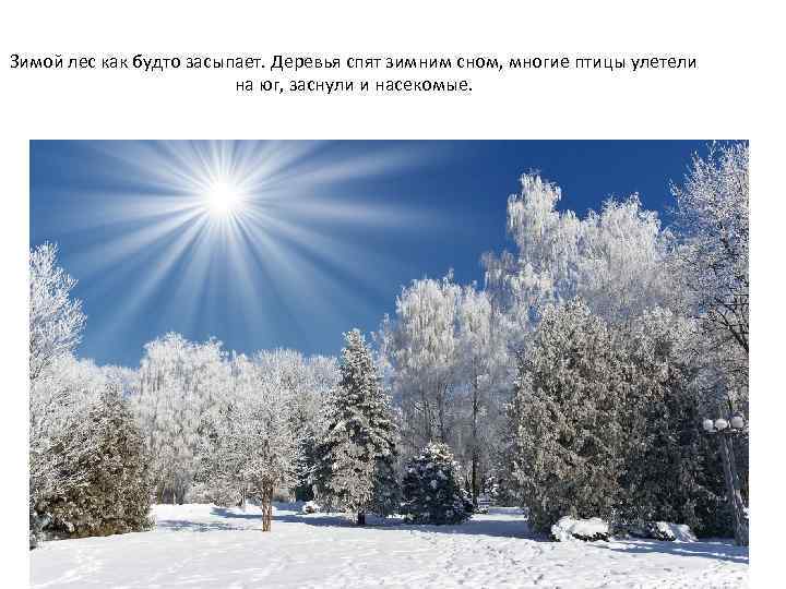 Зимой лес как будто засыпает. Деревья спят зимним сном, многие птицы улетели на юг,