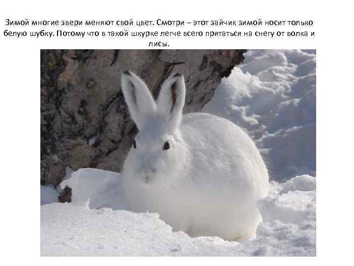 Зимой многие звери меняют свой цвет. Смотри – этот зайчик зимой носит только белую
