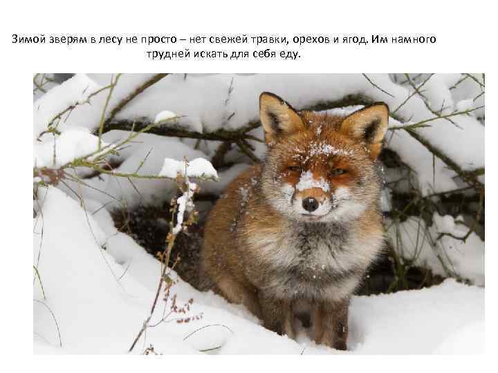 Зимой зверям в лесу не просто – нет свежей травки, орехов и ягод. Им