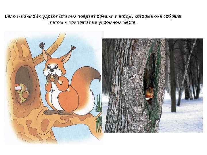 Белочка зимой с удовольствием поедает орешки и ягоды, которые она собрала летом и припрятала