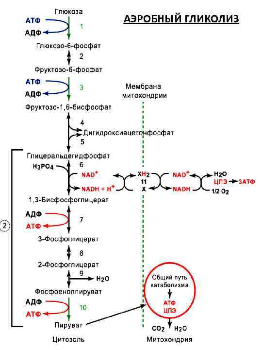 Гликолиз схема реакций. Схема аэробного окисления Глюкозы. Схема анаэробного гликолиза Глюкозы. Процесс анаэробного гликолиза в формулах.