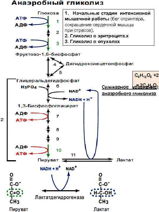 Гликолиз схема процесса