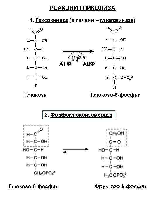 Гликолиз 6 атф. Гликолиз реакции биохимия. Схема гликолиза биохимия. Анаэробный гликолиз биохимия реакции. Гликолиз последовательность реакций.