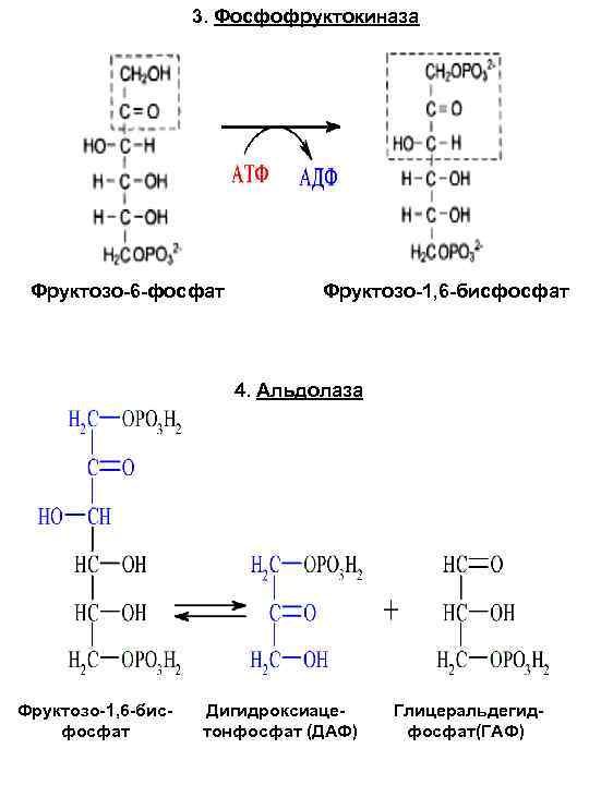 3. Фосфофруктокиназа Фруктозо-6 -фосфат Фруктозо-1, 6 -бисфосфат 4. Альдолаза Фруктозо-1, 6 -бис- Дигидроксиаце- Глицеральдегид