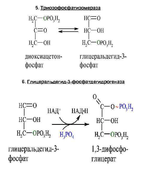 Общая схема катаболизма глюкозы