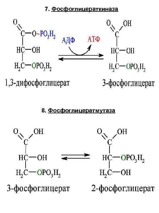 7. Фосфоглицераткиназа 8. Фосфоглицератмутаза 