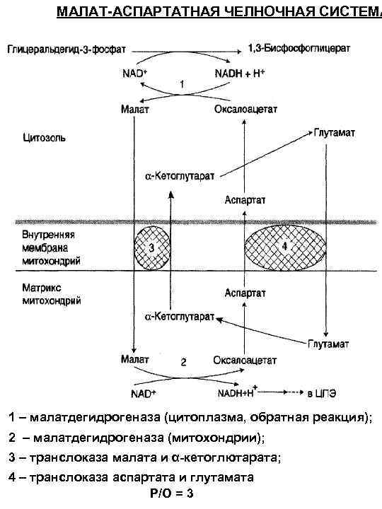 Схема глицерофосфатного челночного механизма