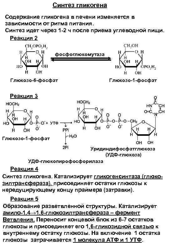 Основная функция глюкозы в клетках животных