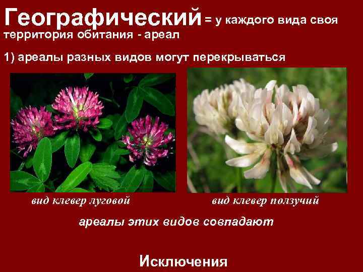 Географический = у каждого вида своя территория обитания - ареал 1) ареалы разных видов