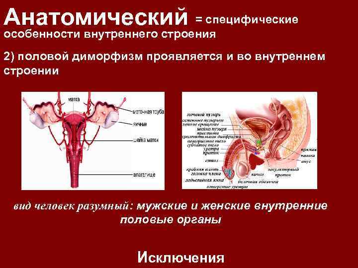 Анатомический = специфические особенности внутреннего строения 2) половой диморфизм проявляется и во внутреннем строении