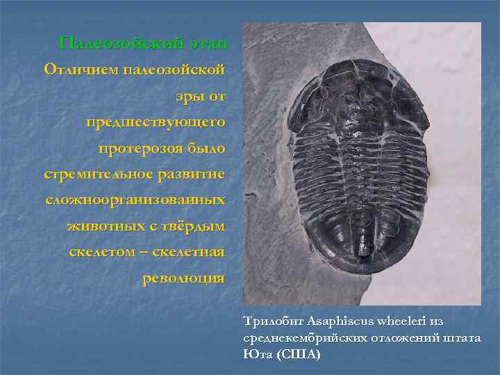 Палеозойский этап Отличием палеозойской эры от предшествующего протерозоя было стремительное развитие сложноорганизованных животных с