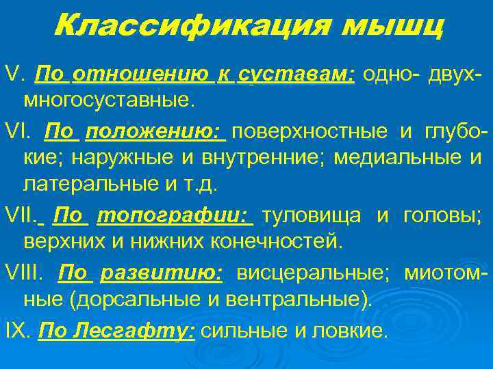 Классификация мышц V. По отношению к суставам: одно- двухмногосуставные. VI. По положению: поверхностные и