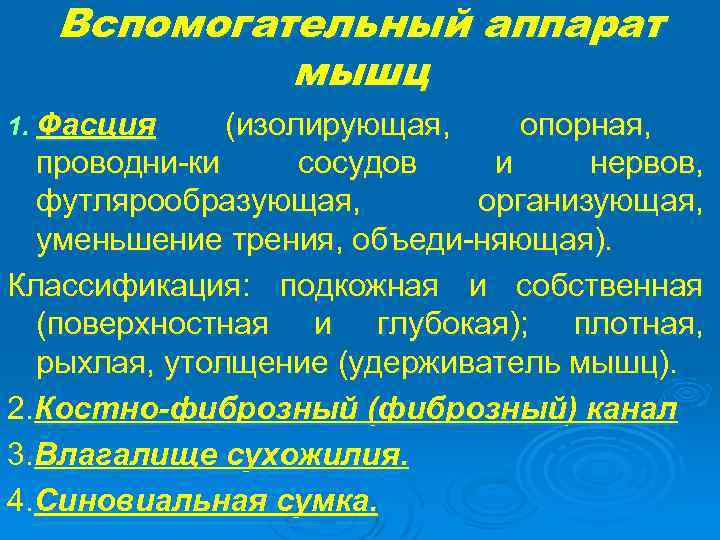 Вспомогательный аппарат мышц 1. Фасция (изолирующая, опорная, проводни-ки сосудов и нервов, футлярообразующая, организующая, уменьшение