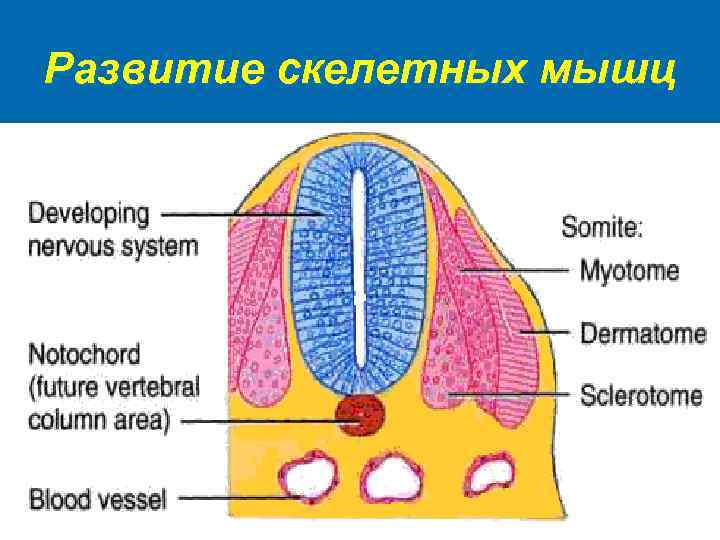 Развитие скелетных мышц 